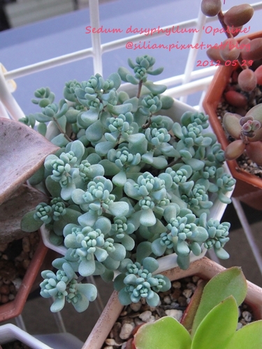 Sedum dasyphyllum 'Opaline' / 大型姬星美人 / 大姬星美人 / 青いダシフィルム