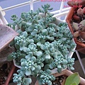 Sedum dasyphyllum 'Opaline' / 大型姬星美人 / 大姬星美人 / 青いダシフィルム