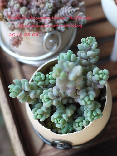 Sedum dasyphyllum 'Riffense' / 大型姬星美人 / 大姬星美人 / 赤いダシフィルム