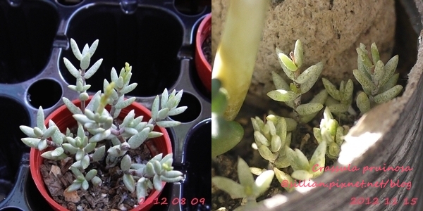 Crassula pruinosa / Crassula punctulata(biplanata) / プルイノーサ / パンクチュラータ 