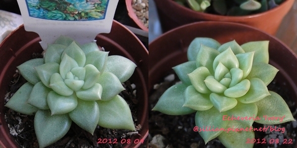 Echeveria 'Ivory' / Echeveria 'J.C. Van Keppel' / アイボリー / ケペル / 溫金寶蓮