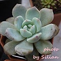 Echeveria 'Laulindsa' / ラウリンゼ / 大雪蓮 