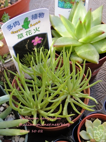 Talinum calycium / 草花火 / くさはなび