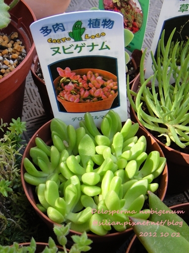 Delosperma nubigenum / ヌビゲナム