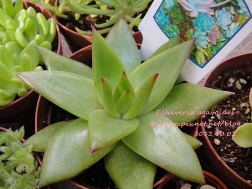 Echeveria agavoides / 魅惑の宵 / みわくのよい / リップスティック / 魅惑之宵