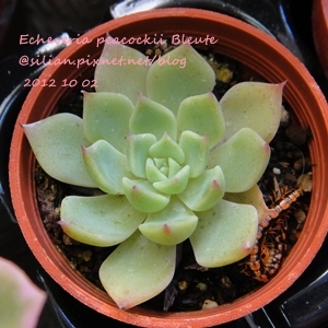 Echeveria peacockii Bleute / 姫養老