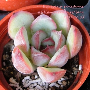 Echeveria pulidonis / 花うらら / はなうらら / 花麗