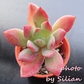 Echeveria 'Hummel's Mini Belle' / Echeveria 'Mini Belle' / ミニベル / 樹狀石蓮 / 紅稚兒變種