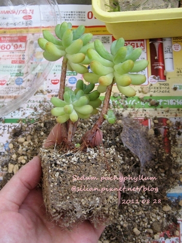 Sedum pachyphyllum / 乙女心