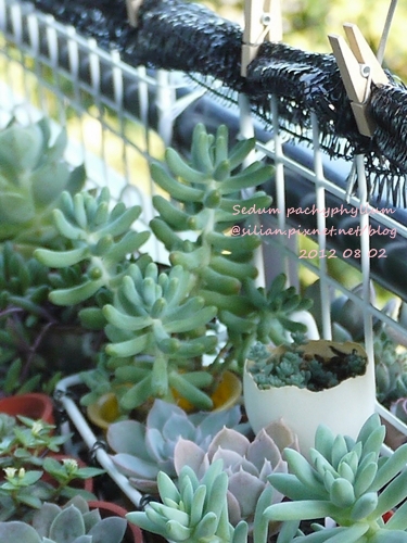 Sedum pachyphyllum / 乙女心