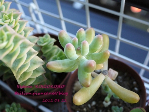 Sedum 'KOIGOKORO' / 戀心 / 恋心