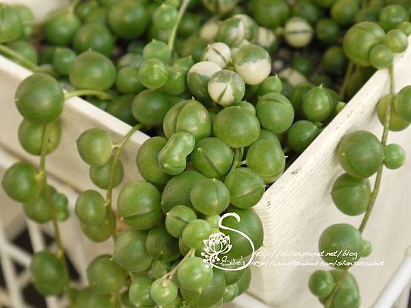 20110817 173405 .JPG