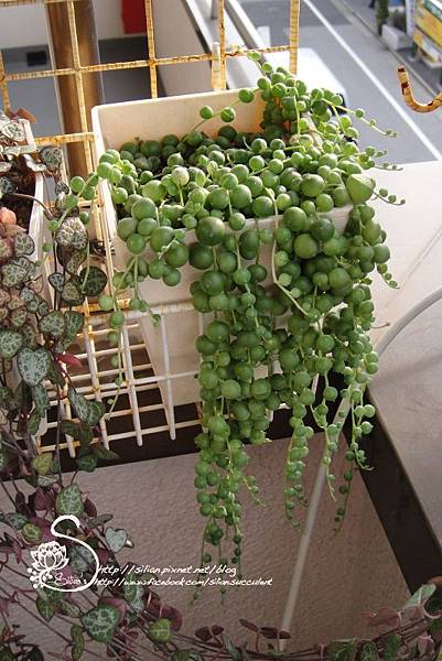 20111104 142607 .JPG