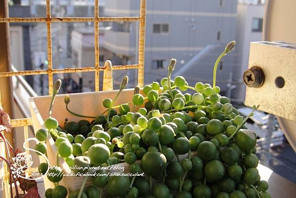 20111221 143952 .JPG