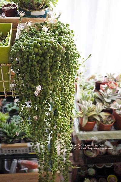 20130126 083153 .JPG