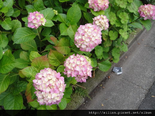 繡球花