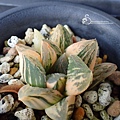 20220609170223 Haworthia.JPG