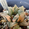 20220609170212 Haworthia.JPG
