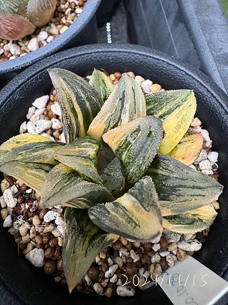 八年前從日本大前輩溫室帶回家的老虎錦