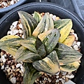 20241115152205 Haworthia.JPG