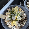 20250116144847 Haworthia.JPG