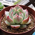 Echeveria chihuahuaensis / 唇炎之宵 / チワワエンシス