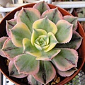 Aeonium urbicum cv. Variegatum / サンバースト