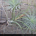 2010/12/11 Tillandsia butzii 虎斑