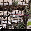 2011/6/8 Tillandsia butzii 虎斑