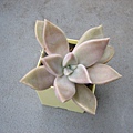 Graptopetalum paraguayense / 朧月