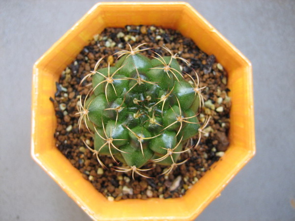 2008/12/11 Gymnocalycium damsii 麗蛇丸