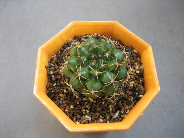 2008/12/11 Gymnocalycium damsii 麗蛇丸