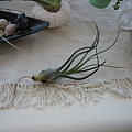 2009/3/15 Tillandsia butzii 虎斑