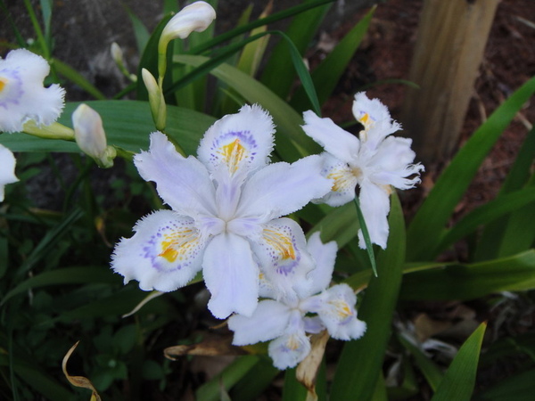 蝴蝶花科，宿根草