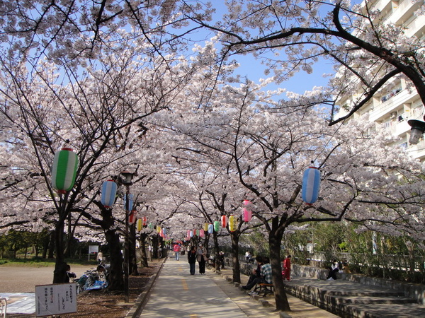 櫻花隧道