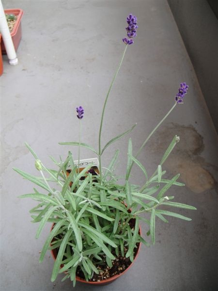 會有著濃紫色花序和花兒的Hidcote