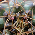 2009/5/19 Gymnocalycium damsii 麗蛇丸