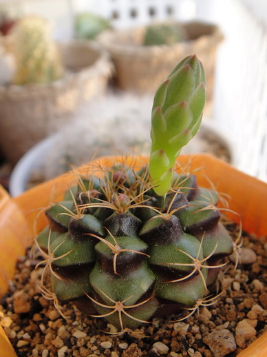 2009/6/24 Gymnocalycium damsii 麗蛇丸