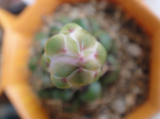 2009/6/27 13:20 Gymnocalycium damsii 麗蛇丸