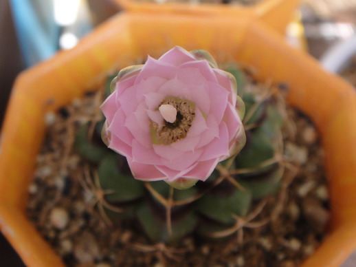 2009/6/27 13:35 Gymnocalycium damsii 麗蛇丸