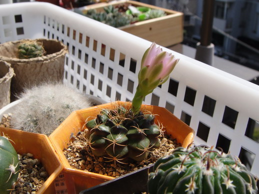 2009/6/27 13:36 Gymnocalycium damsii 麗蛇丸