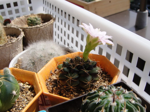 2009/6/27 14:07 Gymnocalycium damsii 麗蛇丸