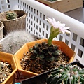 2009/6/27 14:07 Gymnocalycium damsii 麗蛇丸