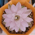 2009/6/27 14:08 Gymnocalycium damsii 麗蛇丸