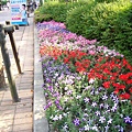 jusco的路道花圃開滿了各色的矮牽牛ペチュニア