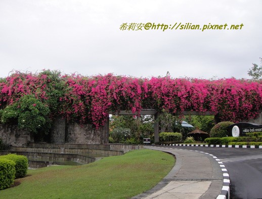 NIKKO BALI HOTEL 日航酒店的大門，九重葛開的超茂盛的!