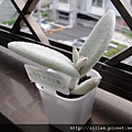 2009/6/15 福兔耳 / Kalanchoe eriophylla