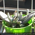 2009/12/8 福兔耳 / Kalanchoe eriophylla