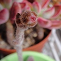 2010/4/11 福兔耳 / Kalanchoe eriophylla