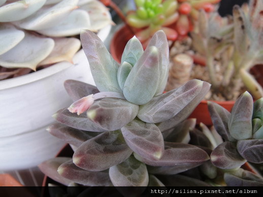 グラウクム \ 千代田の松 \ 千代田之松 \ Pachyphytum compactum glaucum